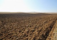 Çaxırlı kəndi ərazisində 1200 hektar sahədə əkin aparılacaq