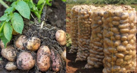 MASALLI: Kartofçuluq Təklə fermerlərinin diqqətindədir