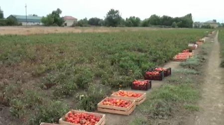 Masallı rayonunda pomidor əkininə xüsusi diqqət yetirilir