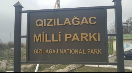 Qızılağac Milli Parkının ərazisində çöl donuzu ovlayan şəxs saxlanılıb