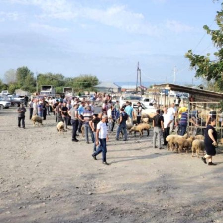 Bakıda və bir sıra rayonlarda heyvan satışı bazarlarında monitorinqlər aparılıb