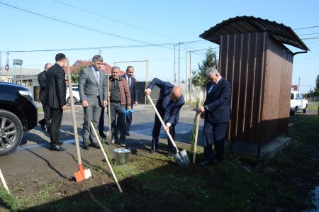 Masallıda rayon rəhbəri Yeyənkənd ərazisində ağacəkmə aksiyasında iştirak edib