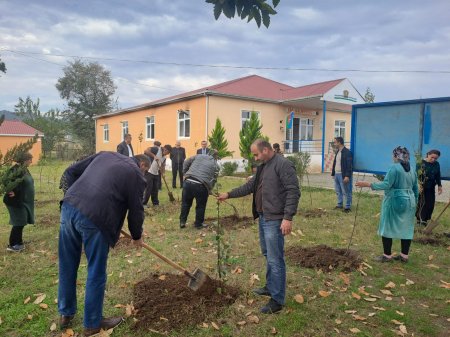 Masallı rayonunda ağacəkmə aksiyası ənənə halını alıb