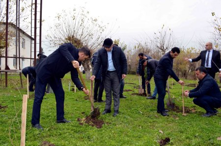 Masallının Təzə Alvadı ərazisində növbəti ağacəkmə aksiyası