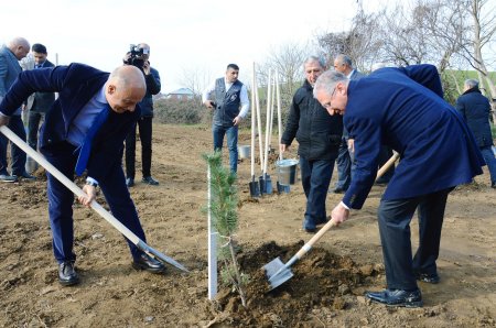 Masallının meşə dolayında ağacəkmə aksiyası keçirildi