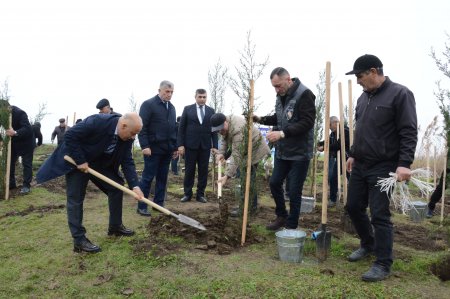 Masallı rayonu ərazisində ağacəkmə aksiyası davam etdirilməkdədir