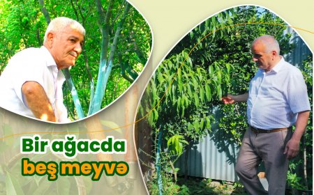 Bir ağacda beş cür meyvə...