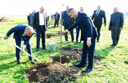 Masallıda 8 noyabr – Zəfər Günü ilə əlaqədar ağacəkmə aksiyası 07.11.2025