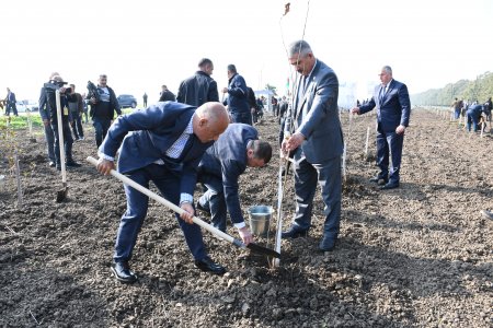 Masallıda Zəfər Gününə həsr olunmuş ağacəkmə aksiyası 