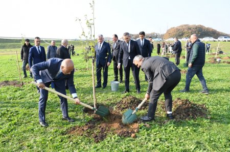 Masallıda “Konstitusiya və Suverenlik ili” ilə əlaqədar növbəti ağacəkmə aksiyası 02.12.2025