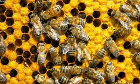 20 may – Beynəlxalq Arılar Günü elan olunacaq