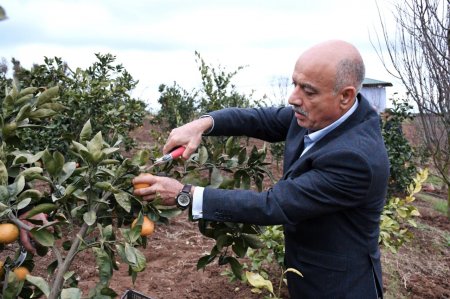 Rayon rəhbəri Böyük Kolatan kəndində fermer Fikrət Məmmədova məxsus əkin sahəsinə baxış keçirdi