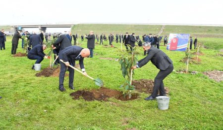 Masallıda “Konstitusiya və Suverenlik ili” ilə əlaqədar növbəti ağacəkmə aksiyası 23.12.2025