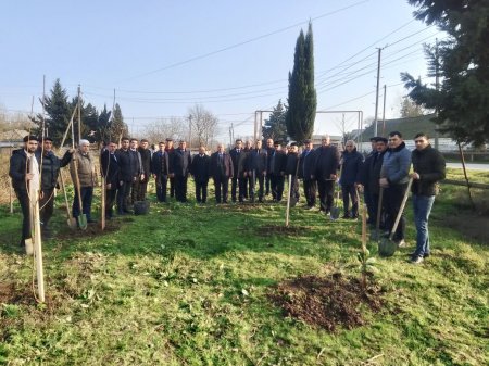 Masallıda “Konstitusiya və Suverenlik ili” ilə əlaqədar növbəti ağacəkmə aksiyası 24.12.2025